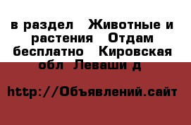  в раздел : Животные и растения » Отдам бесплатно . Кировская обл.,Леваши д.